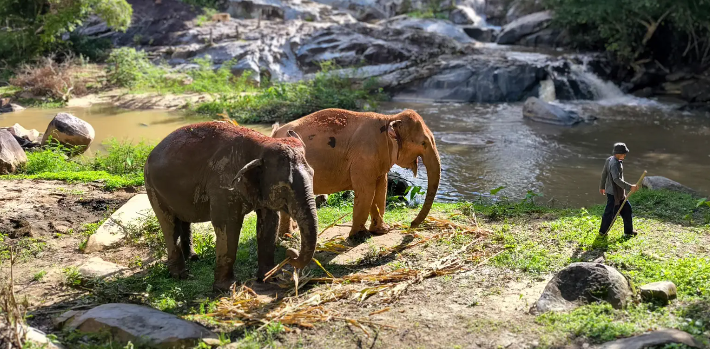 Ethical Elephant Sanctuary